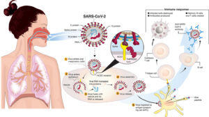 Emerging COVID-19 Variant NB.1.8.1 Detected in France as Cases Surge in Asia