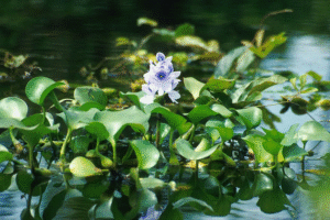 Ma Beda – Still Wearing Her Flower