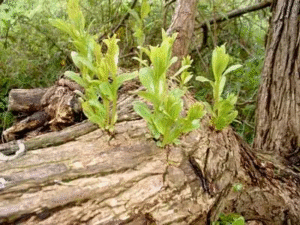 The Rejuvenation of the Old Tree Stump