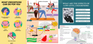 Endorphins, causes of release and effects Vs အိုမာခယမ်၏ ဆူဖီ တွေ တရားထိုင်ရင်လဲအင်ဒိုဖင်းထွက်ပါတယ်