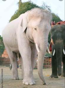“Dr. Than Htun and the White Elephant”