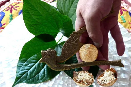 Myanmar’s Betel-Chewing Culture: A Tradition That Comes at a Price