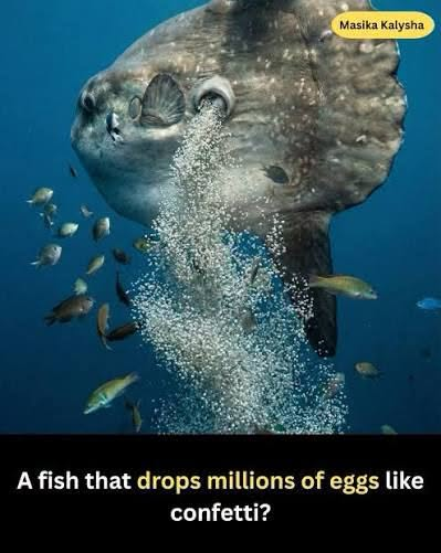 “People know when a hen lays an egg, but no one notices when a fish lays eggs”